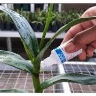 Promo Cod Hormon, Boster, Pupuk, Anggrek 6-Bap Benzyl Amino Purin 10.000 Ppm 30 Ml Botol Biru ...