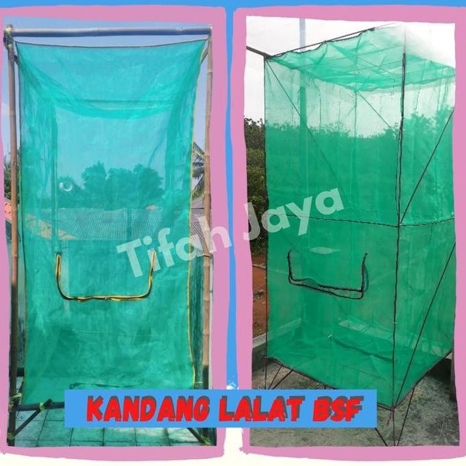 Kandang bsf magot maggot lalat bsf