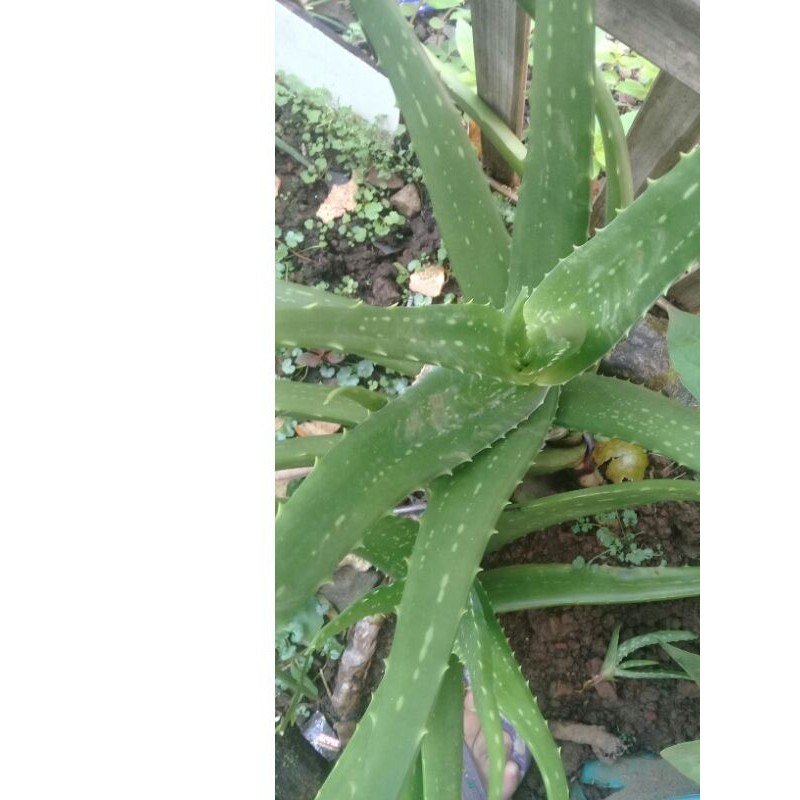 Lidah Buaya Jumbo, Lidah Buaya Tanaman Jumbo, Lidah Buaya Tanaman Pot, Lidah Buaya Tanaman Hias