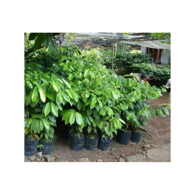 Bibit Pala Unggul Bibit Pala Siap Tanam Bibit Pala Super Bibit Pala