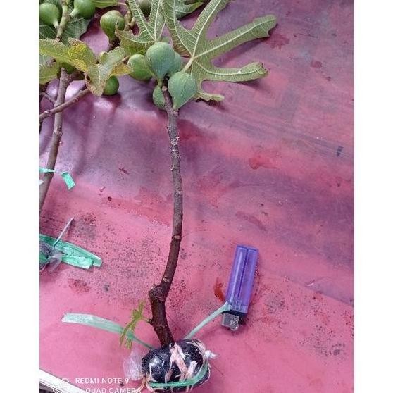 READY STOK bibit cangkok kondisi sudah BERBUAH. bibit pohon buah tin ara fig. buah surga. bibit buah