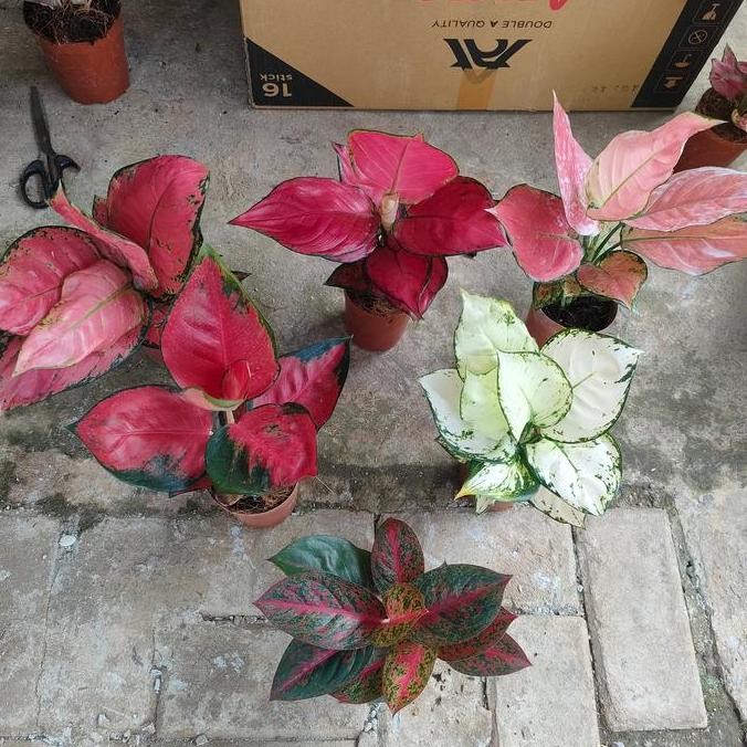 Paket Aglonema / Red Anjamani/Pink Catrina/Suksom/Stardust/Super White