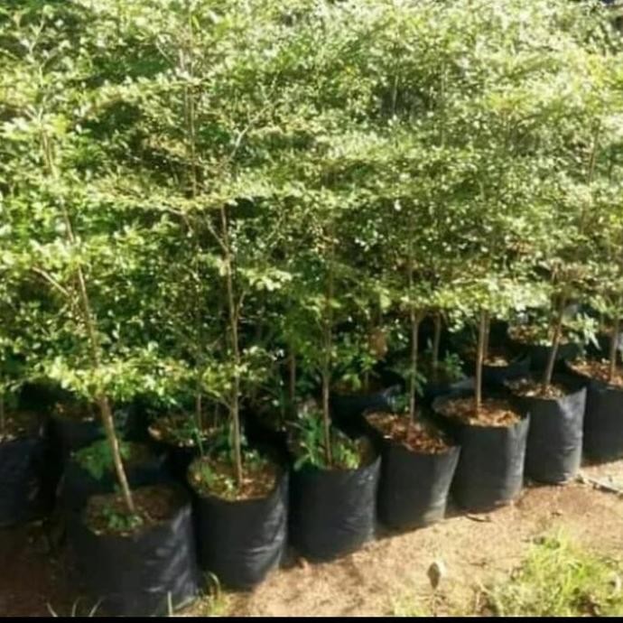 Pohon Ketapang Kencana 1,5 Meter