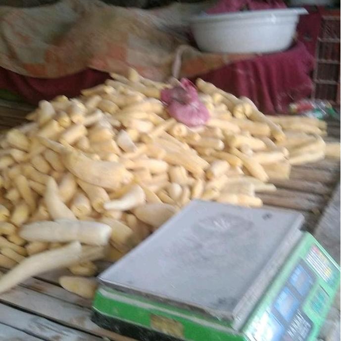 

New tape singkong manis 1 kg harga promo, bila tape pas datang blm marang tolong di ttp rapat kembali dhan jngn dulu di masukin ke kulkas bila blm matang