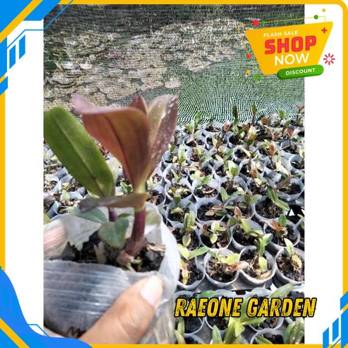 ANGGREK BULAN PUTIH HIDUP SEGAR ANGGREK DENDRO MERAH TERBAIK