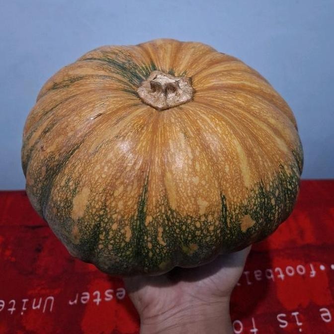 LABU PARANG/LABU KUNING/WALUH YOGYAKARTA AS