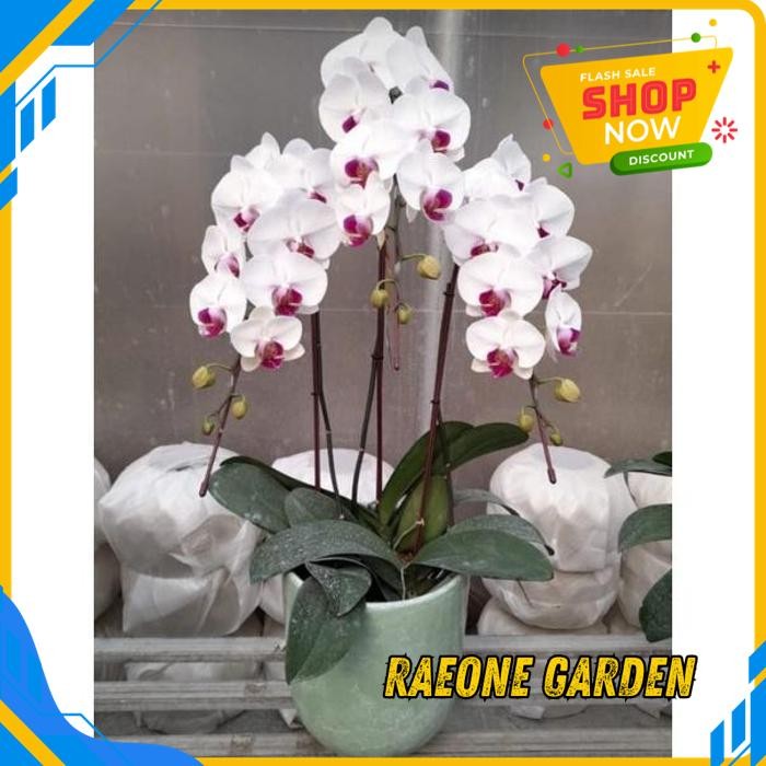 TANAMAN ANGGREK MINI POT ANGGREK... BULAN SPIKE KEMRUYUK BEST PRODUCT