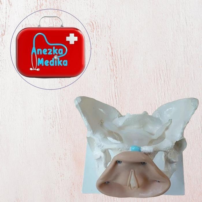 TERBARU PHANTOM/MANIKIN/MANEKIN/KERANGKA PANGGUL KELAMIN WANITA