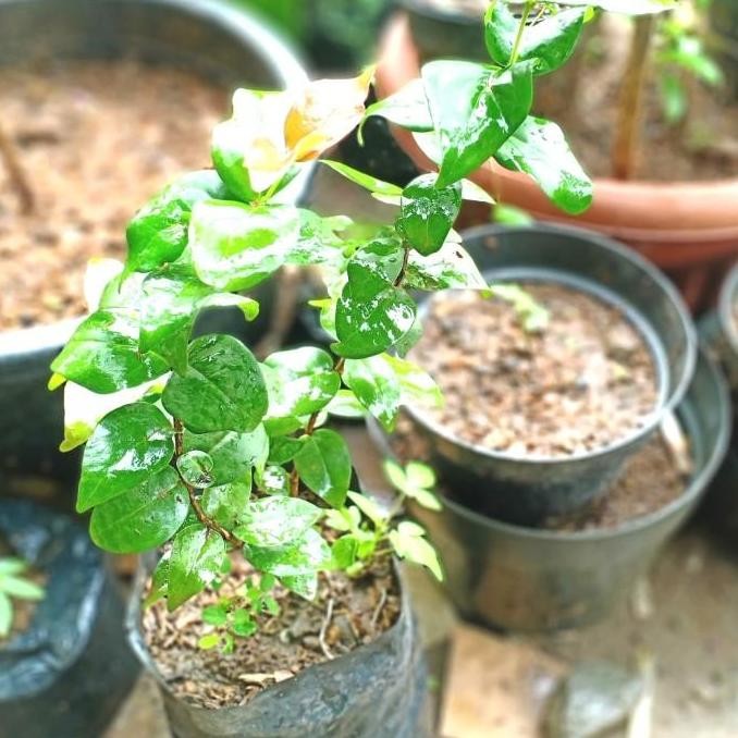 siap berbuah Bibit dewandaru - pohon buah dewandaru fres