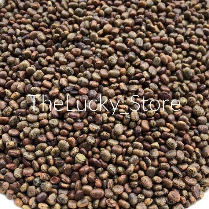 Benih Bibit Tanaman / Biji Kacang CP Centrosema Pubescens 25kg
