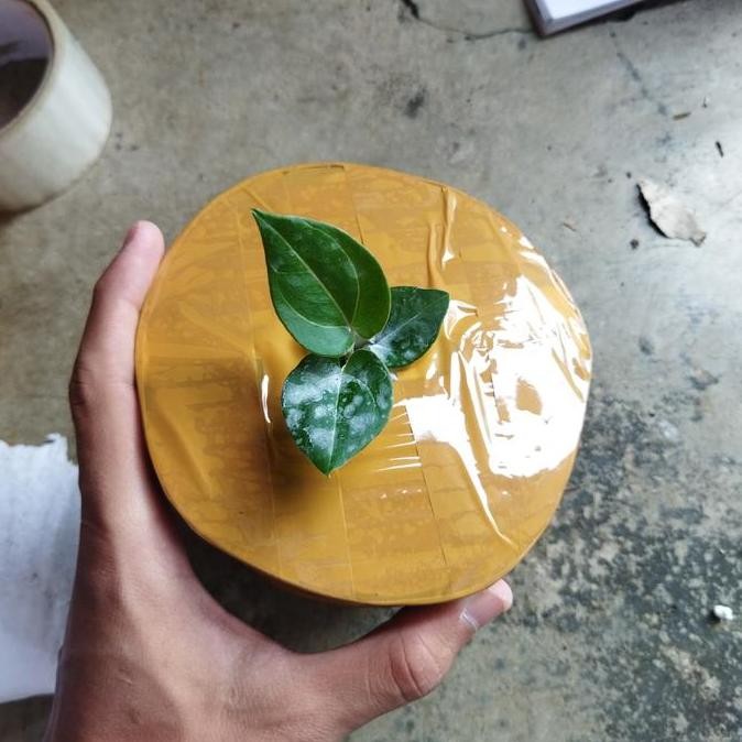 Bibit Tanaman Anthurium Kuping Gajah King of Spadesh HU haji Ulih