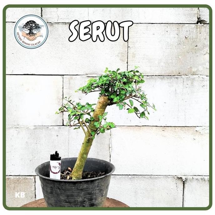 Bahan Bonsai Serut Program Mame, Bibit Bonsai Tanaman Hias