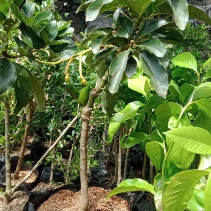 bibit tanaman buah alpukat miki ,markus,1 meter unggul berkualitas