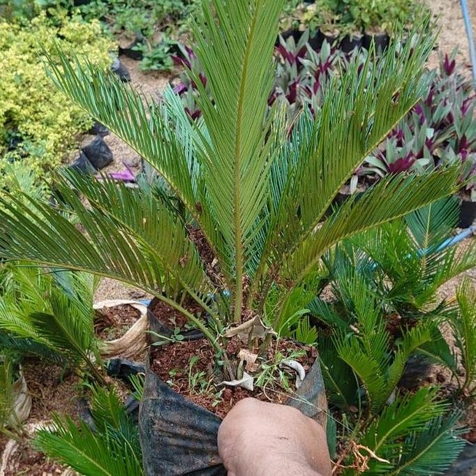 bibit tanaman palem sikas pohon palem bonsai