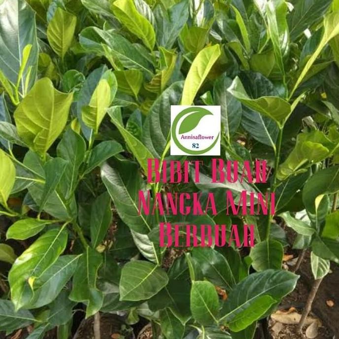 Bibit Tanaman Nangka Mini/Pohon Buah Nangka Mini Berbuah/Tabulampot