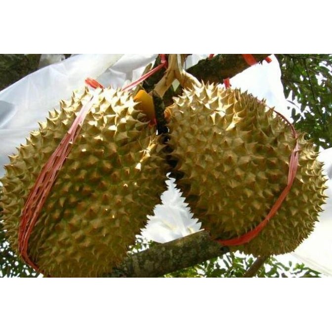 Bibit Tanaman Hidup Pohon Buah Durian Monthong / Durian Thailand