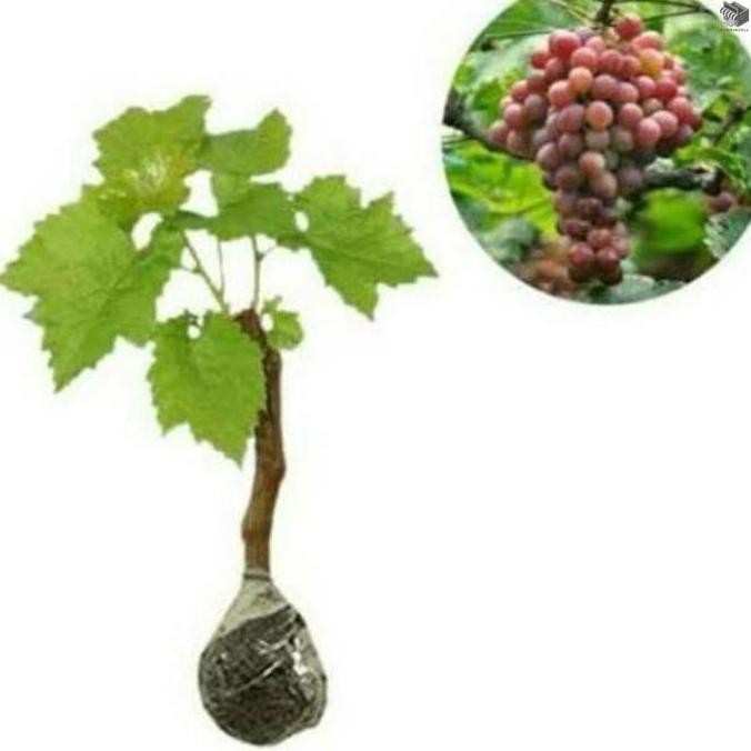 N3Ng Bibit Pohon Anggur Sudah Berbuah / Tanaman Anggur