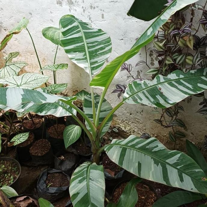 Bibit Tanaman Hias Buah Pisang Varigata Cantik dan Unik