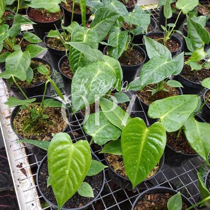 Bibit Tanaman Hias Anthurium Veitchii