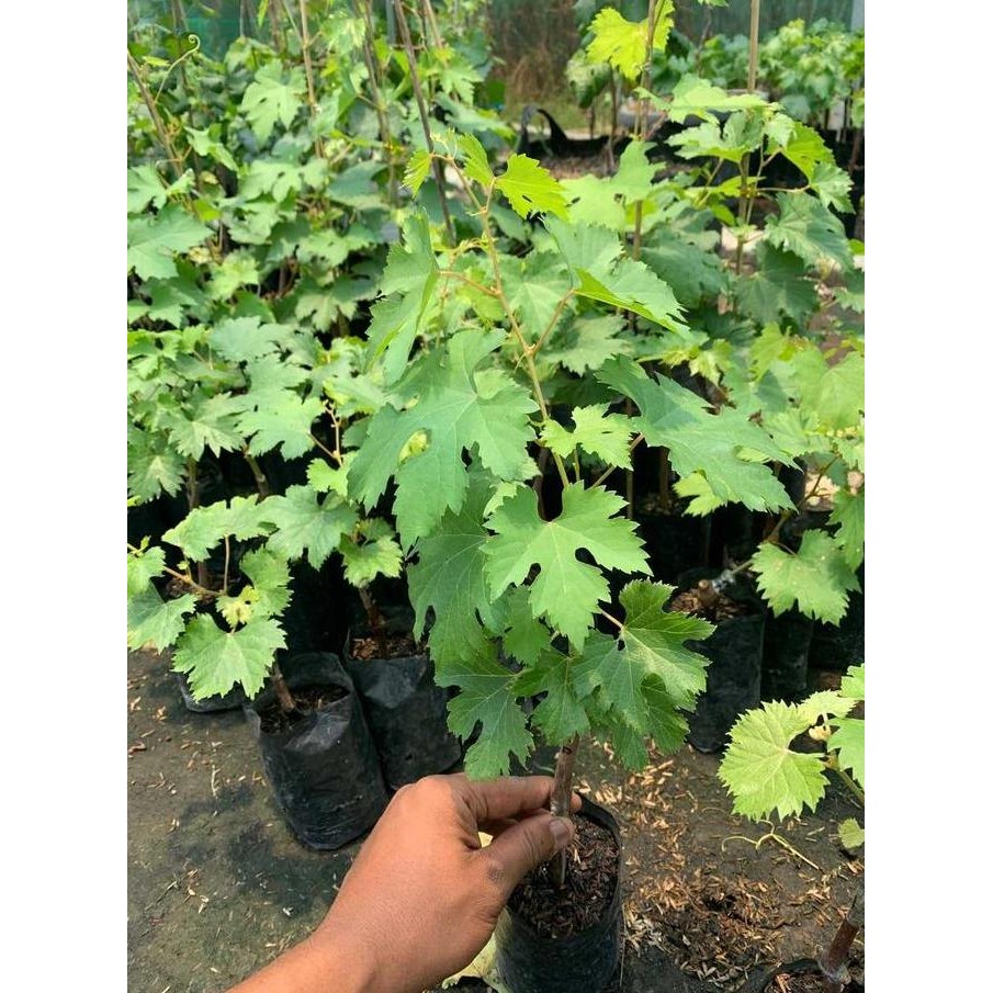 Bibit Anggur Tamaki Premium Impor Benih / Bibit Tanaman Buah Anggur