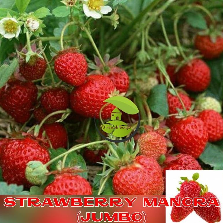 Benih Buah Strawberry Jumbo Manora Merah Manis Benih Bibit Strawberry Jumbo