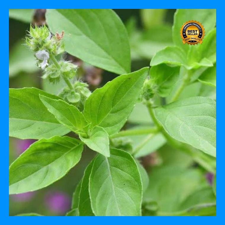 [Cod] - 200 Biji - Benih Kemangi Lalap Super Berkwalitas - Bibit Sayuran - Benih Sayuran Basil Lemon