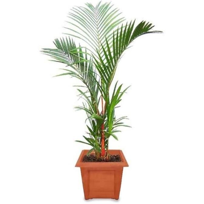 Promo TANAMAN HIAS PALEM MERAH/BIBIT TANAMAN PALEM MERAH 1rumpun COD