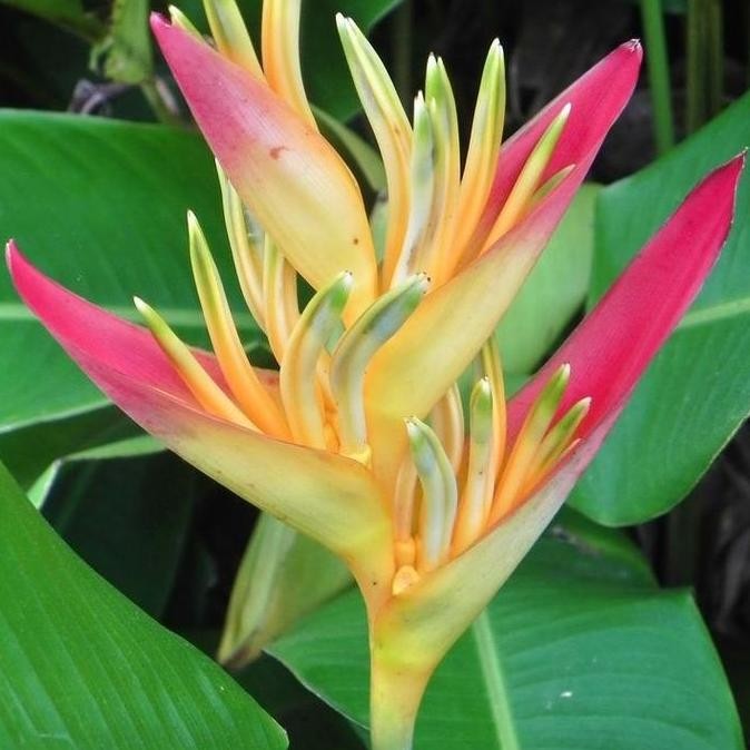 Promo PAKET (10btg) Heliconia Thaii/Heliconia Golden Touch COD