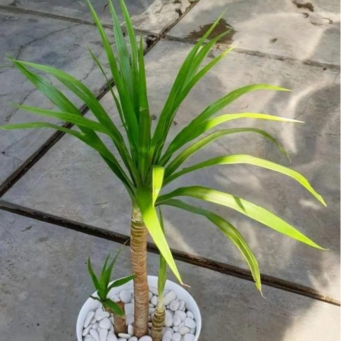 Tanaman Artificial Pandan Bali Hiasan Rumah Minimalis Pothos Palsu