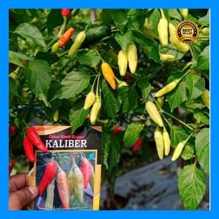 [Cod] - Benih Cabai Rawit Unggul Terbaru Kaliber Wijitani Repack Original 100 Biji - Bibit Cabai Raw