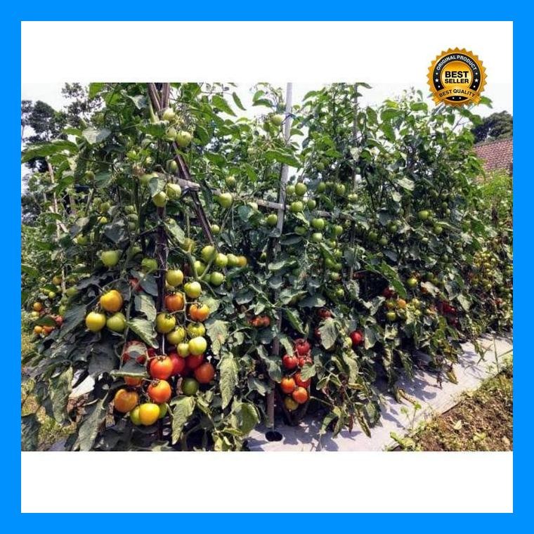 [Cod] - 10 Biji - Benih Tomat Unggulan Gustavi F1 - Tahan Virus - Bibit Sayuran Benih Sayuran - Serv