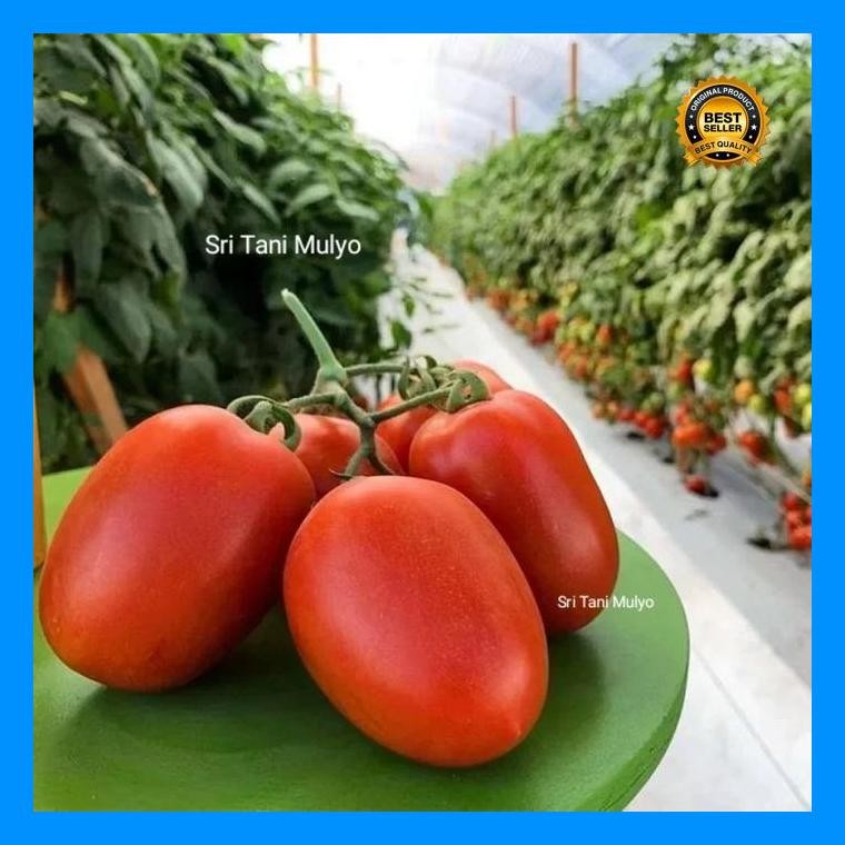 [Cod] - 20 Biji - Benih Tomat Buah - Tm Vista Buah Lebat, Daging Tebal, Bibit