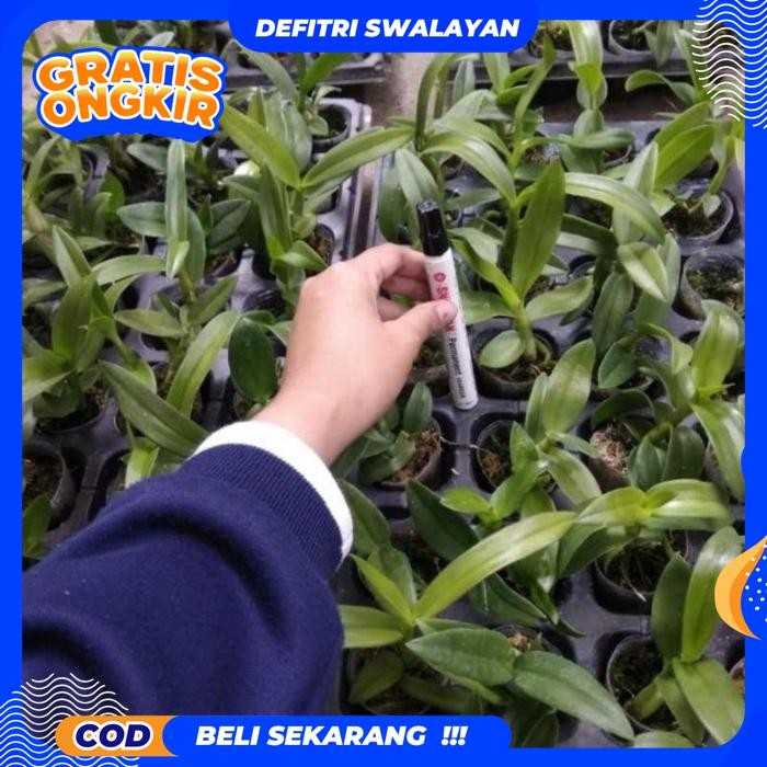 BEST PRODUK SEEDLING ANGGREK DENDROBIUM BLUE SPIN -TANAMAN HIDUP-BUNGA HIDUP MURAH-ANGGREK-BUNGA HIA