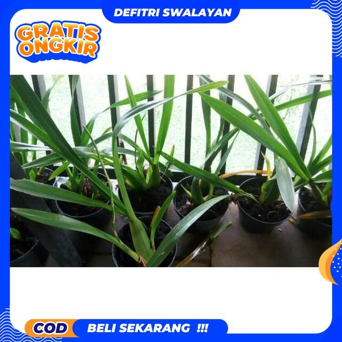 HIGHT QUALITY ANGGREK GOLDEN SHOWER AMERICANA / ANGGREK ONCIDIUM DIJAMIN GRATIS ONGKIR