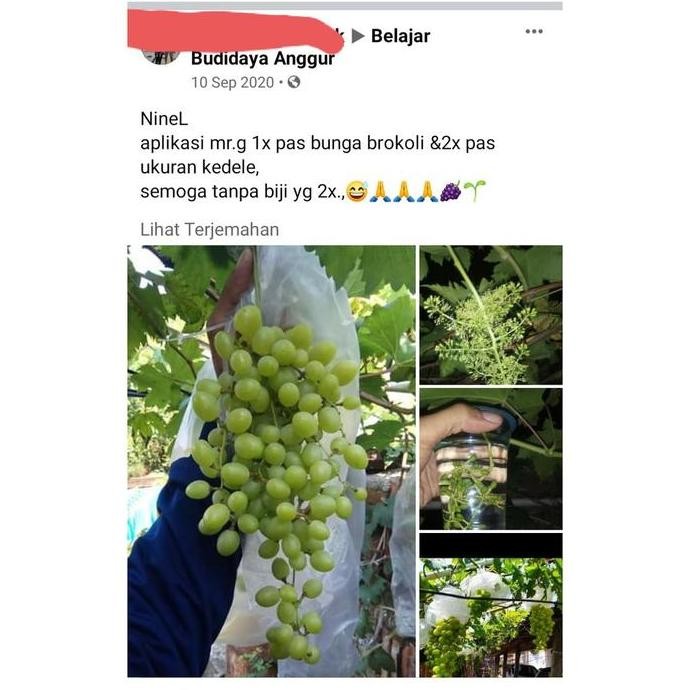 Mr. G Hormon GA3 Untuk Tanaman Anggur By Raffatih Farm GA 3