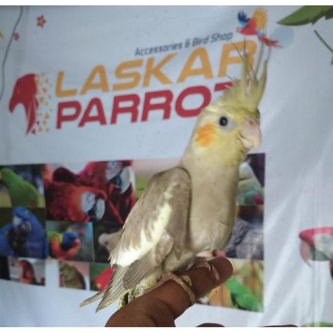 Burung Falk Jinak Jantan Skill murah