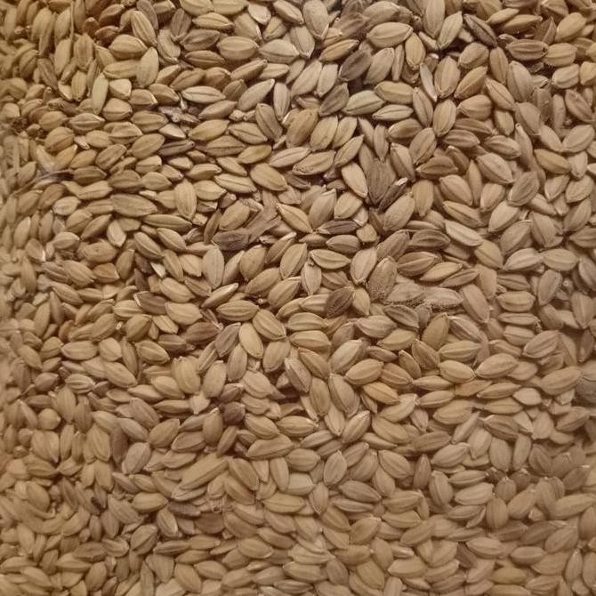 gabah bangkok 1 kg pakan perkutut / lovebird murah