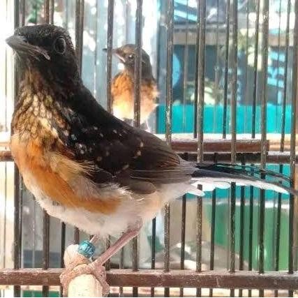burung murai trotol trah prestasi jaminan jantan pilihan murah