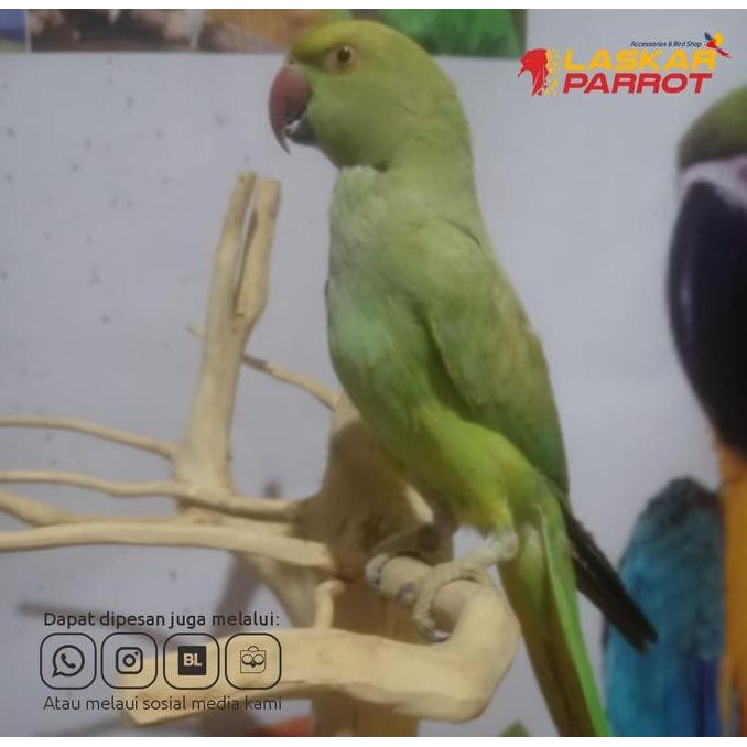 Burung Jinak IRN Indian Ringneck murah