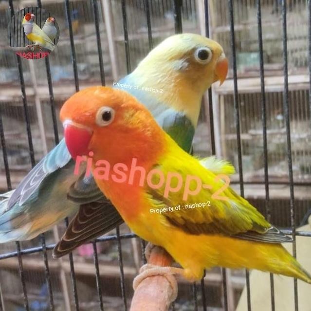 burung lovebird sepasang dewasa ewing gold vs PB mewah istimewa murah