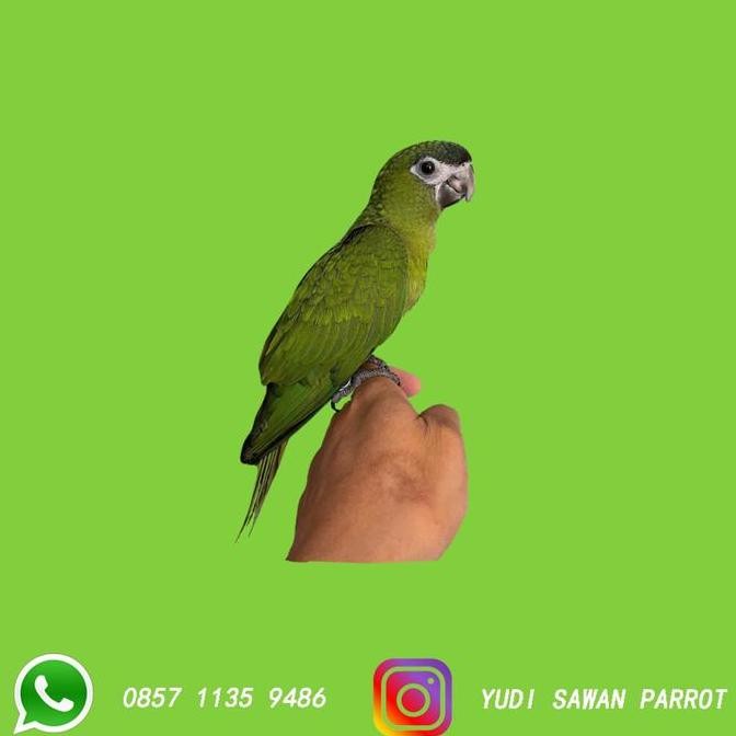 Hans Macaw murah