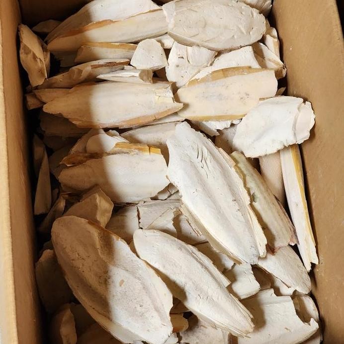 Tulang sotong patahan pakan kalsium burung netto 500 gram murah