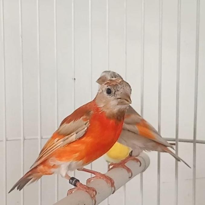 Red Siskin Doble Dilute Sepasang siap tangkar murah