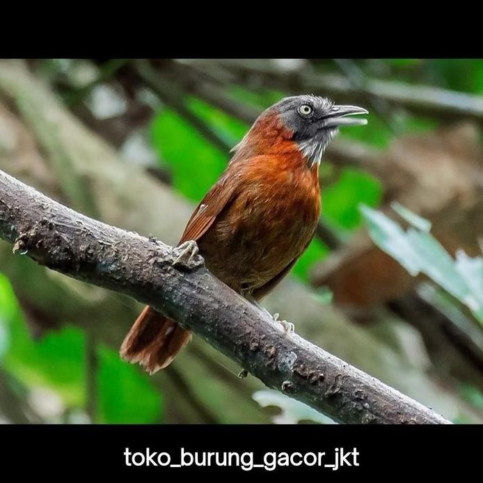 burung tepus kepala abu pilihan murah