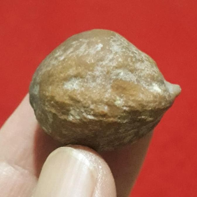 Muncang Adu Anak Mayit Urgen