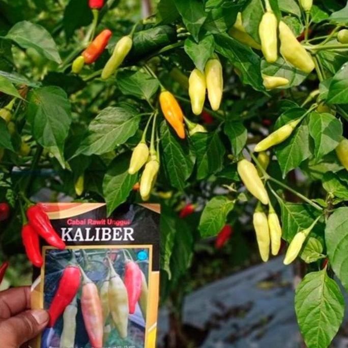 Benih Cabe Rawit Setan Kaliber Original WIJITANI Kemasan Repack