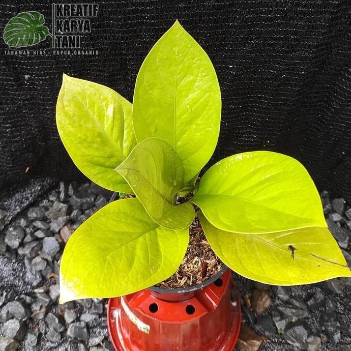 Promo Tanaman hias anthurium jemani golden - Anturium jemani golden COD