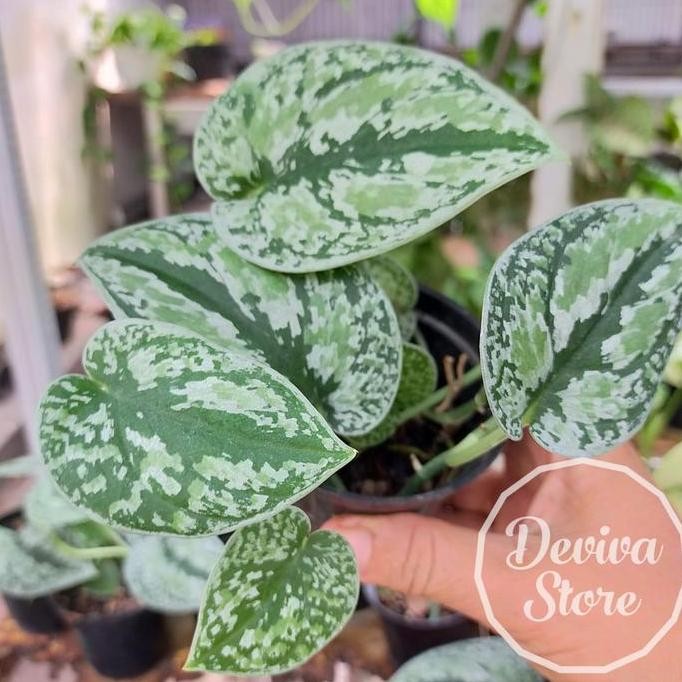 Promo tanaman hias scindapsus tricolor / scindapsus 3 warna COD