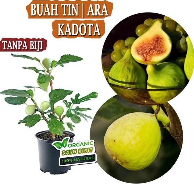 Bibit Buah Tin Kadota | Buah Ara Kadota SBB13 TOB1 yang cepat berbuah