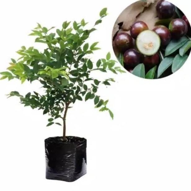 KWALITAS TERBAIK Bibit tanaman buah anggur brazil / bibit pohon anggur yang cepat berbuah